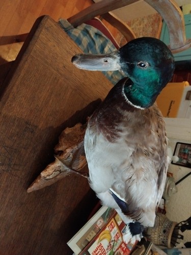 Ente tierpräparat - tierpräparat,