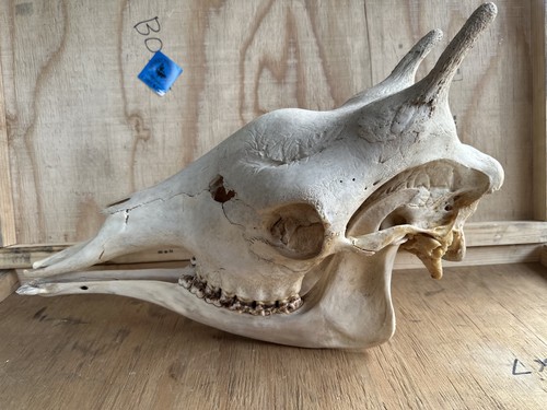 Neu giraffen schädel - giraffen,