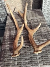 Damwild Abwurfstangen