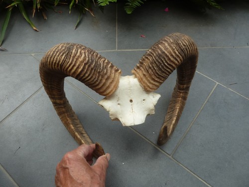 Mufflon widder geweih - widder,