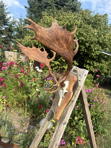 Damhirsch hirschgeweih deko - hirschgeweih,