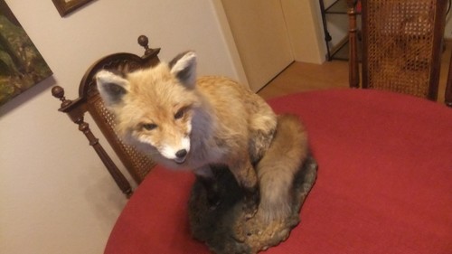 Wunderschöner fuchs rotfuchs - fuchs,