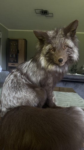 Fuchs fox softmount taxidermy - fuchs,