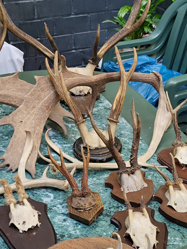 Geweihe trophäe set stück - set,, 6