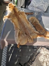  Schöner Fuchs/Winter