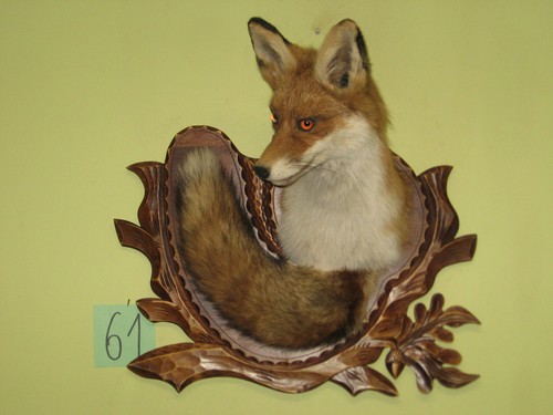 Fuchs kopf präparat - präparat, +
