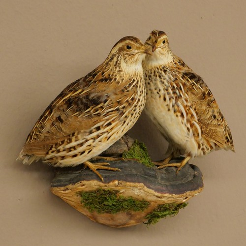 Wachtel paar vögel vogel - vögel,