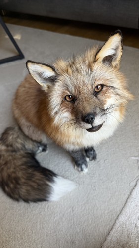 Amerikanischer rotfuchs - amerikanischer,