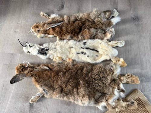 Soft mount taxidermy - soft, taxidermy,