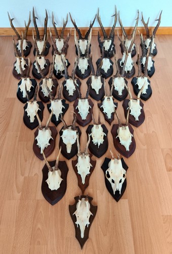 Jagd trophäe rehbock - trophäe,