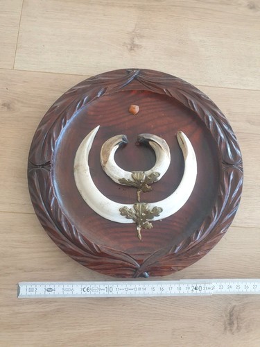 Keilerwaffen keilerzähne auf - keilerwaffen,