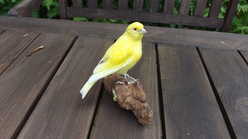 Präparierter kanarienvogel - kanarienvogel,
