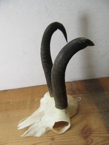 Starke abnorme gams gamsbock - starke,