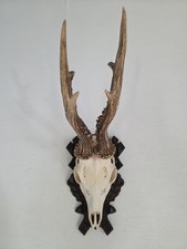 kapitaler Rehbock, 508 g