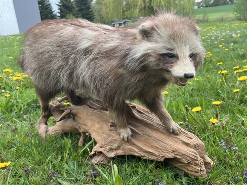 Präparat vom marderhund - vom,