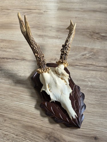 Abnormer rehbock geweih - abnormer,