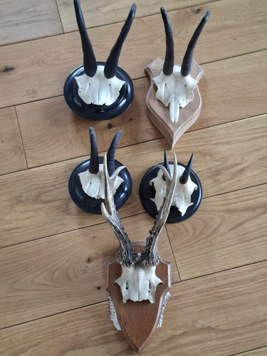 Geweihe konvolut sammlung - konvolut,