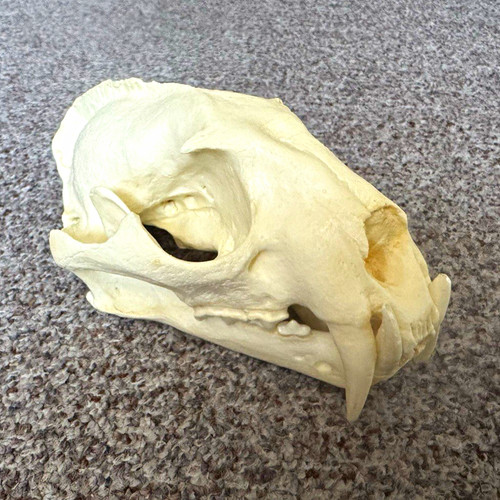 Nebelparder schädel replik - schädel,