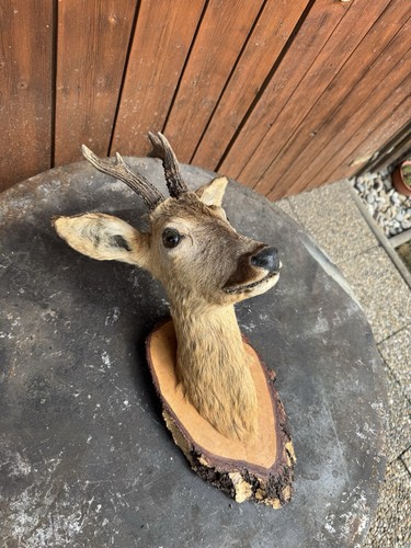 Antikes rehbock träger - rehbock,