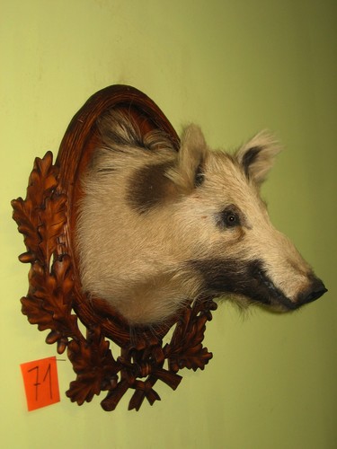 Wildschweinkopf mittel - , (71)