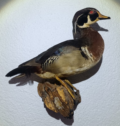 Schönes präparat einer ente - schönes, ente/