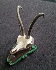 Gams, Gamskrucke, Gamsgeweih