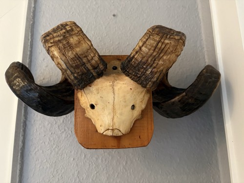 Jagdtrophäen-Schädelbrett