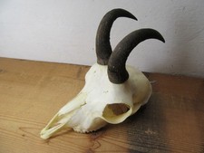 Gams Gamsbock Jährling Gämse