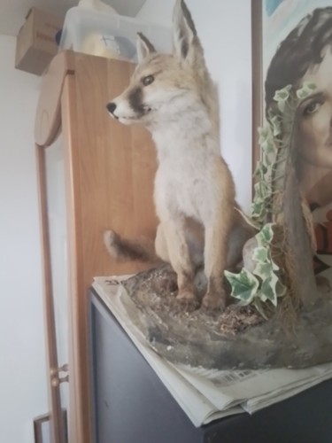 Junger fuchs tierpräparat - junger,