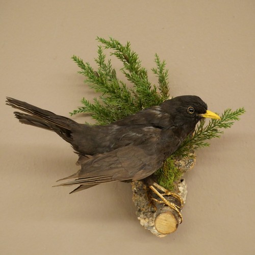 Amsel vogel präparat - amsel,