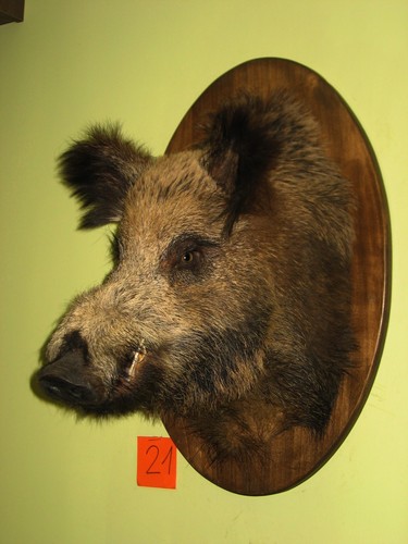Wildschweinkopf groß - , +