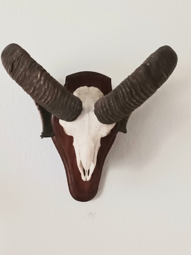 Mufflon widder - mufflon,