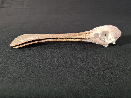 Rotgesichtlöffler schädel - rotgesichtlöffler,