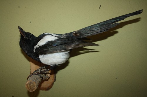 Tierpräparat elster jagd - elster,,