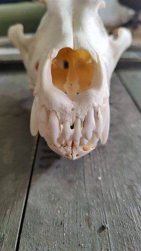 Schädel echt dog - schädel,