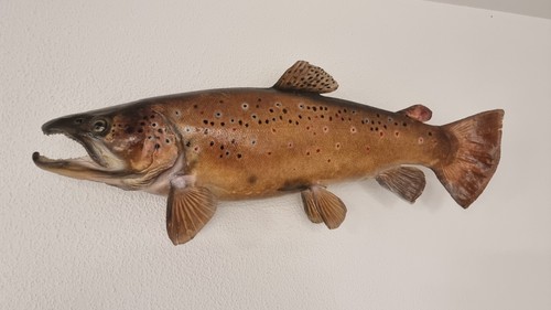Bachforelle fischpräparat - fischpräparat, 50
