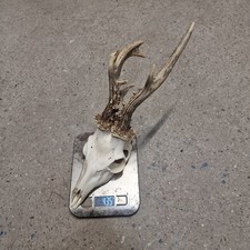 Abnormer Rehbock  435g 