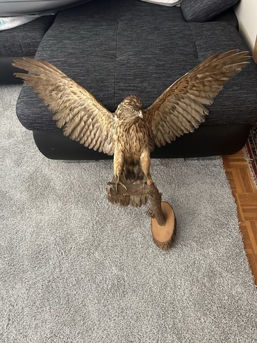 Schöner greifvogel habicht - schöner,