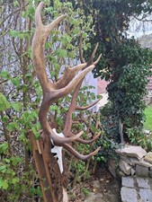 14 Ender Rothirschgeweih