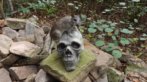 Präparierte wanderratte - präparierte,