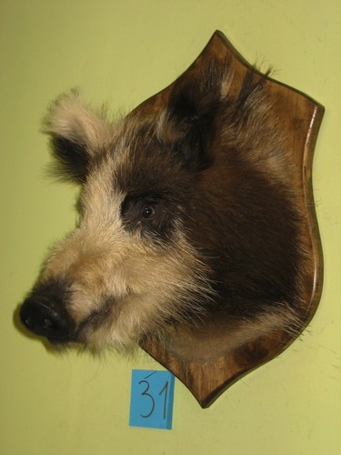 Wildschweinkopf mittel - , (31)