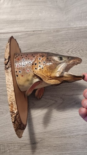 Bachforelle fischpräparat - bachforelle,