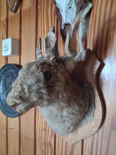Hase hasenkopf mit - hase, geweih