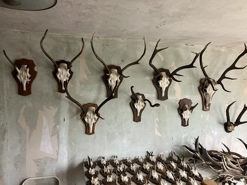 Hirschgeweih präparat - hirschgeweih,