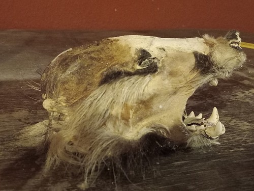 Mumie dachs schädel - dachs,, schädel,