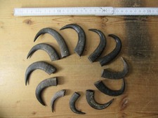 12 Geweihspitzen Gams Gamsbock