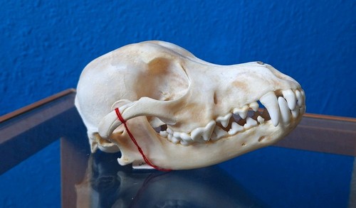 Hunde schädel echt - hunde, skull