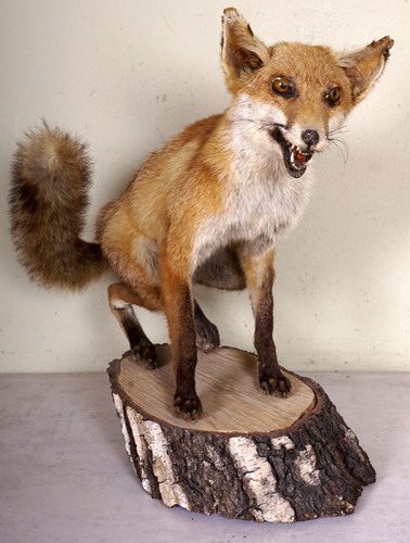 Schöner fuchs mit - schöner,