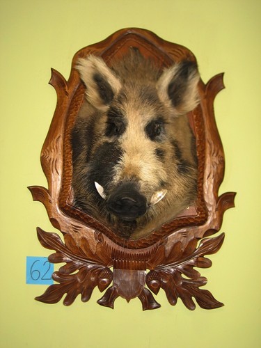 Wildschweinkopf groß - , (62)