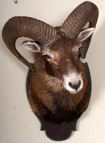 Schöner mufflonkopf mouflon - mufflonkopf,